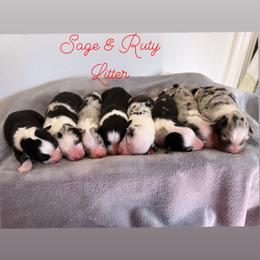 Australian Shepherd Puppies from Rock Canyon Australian Shepherds