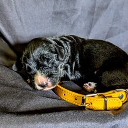 Fenloch Fortune - Black male English Cocker Spaniel puppy in Phillips, Nebraska from Fenloch Gundogs