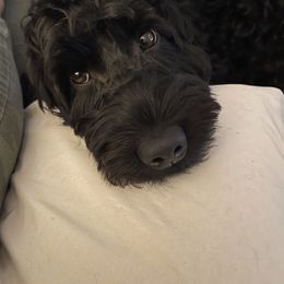 Audrey - Australian Labradoodle