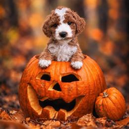 Denver - Red  male Goldendoodle puppy in Roseburg, Oregon from Dbos Furry Friends
