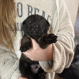 Grey - Fawn sable male Belgian Malinois puppy in Boise, Idaho from Wings of Freedom Retrievers and Malinois