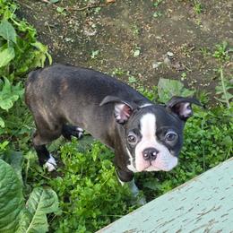 Goose - Black brindle and white male Boston Terrier puppy in Anchorage, Alaska from 907 Bostons
