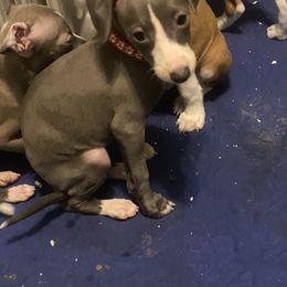 Girl 2-Red - Italian Greyhound puppy from Khani's Basenjis and Italian Greyhounds