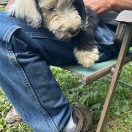 John Deere Green - Black and white female Sheepadoodle puppy in Eleva, Wisconsin from Molly’s Doodles