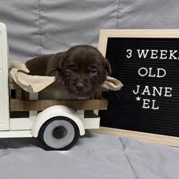 1st pick Chocolate Female - Chocolate female Labrador Retriever puppy in Farmington, Missouri from Granite Creek Kennel