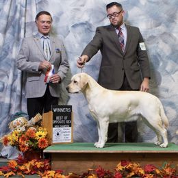 Labrador Retriever All Grown Up from RoseBrook Labradors
