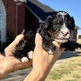 Boy 3 - Tri-color male Bernedoodle puppy in Royse City, Texas from Platinum Bernedoodles of Texas