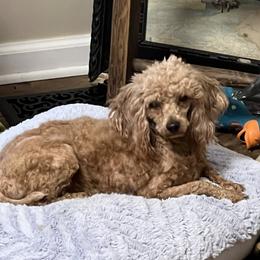 Margeaux - Poodle