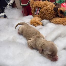 Girl B price 3500 - Cream female Dachshund puppy in Bristol, Tennessee from It's Mini Wieners Baby