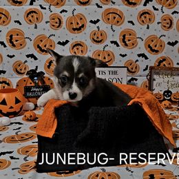 American Corgi Puppies from Whitecreek Corgis of Columbus, IN