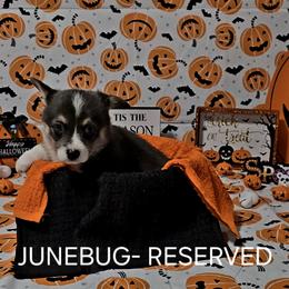 American Corgi Puppies from Whitecreek Corgis of Columbus, IN