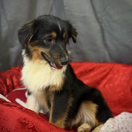 Ben - Black male Miniature American Shepherd puppy in Clinton, Missouri from Mockingbirds American Minis