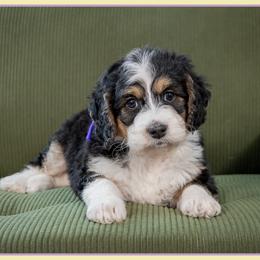 Rhi - Tri-color female Bernedoodle puppy in Connersville, Indiana from Deaz Doodle Ranch