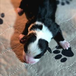 Templeton - Black tri male Toy Australian Shepherd puppy in Viking, Minnesota from Son Shine Farm