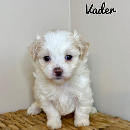 Vader - F1B Toy Maltipoo - white and lemon male Companion Cross puppy in Morehead, Kentucky from Paw Perfect Pets