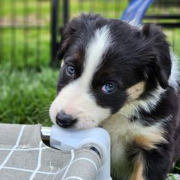 Border Collie Puppies from Gulan Farm Border Collies
