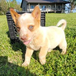 Orion - Red speckled male Australian Cattle Dog puppy in Monett, Missouri from Rain Tree Ranch Australian Cattle Dogs