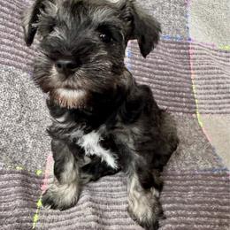 Nick - Salt and pepper male Miniature Schnauzer puppy in Crestview, Florida from 850Schnauzers