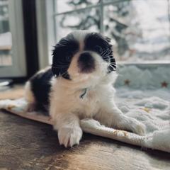 Boy 2 blue - Black and white male Japanese Chin puppy in Vernon, Connecticut from Chin Babies