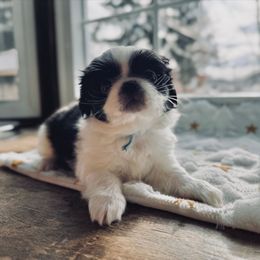 Boy 2 blue - Black and white male Japanese Chin puppy in Vernon, Connecticut from Chin Babies