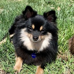 Sadie - Pomeranian