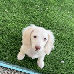 Dachshund Puppies from Dachshund Family Love Breeders