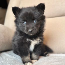 Pearl - Black and white female Pomsky puppy in Tonasket, Washington from Washington Pomskies