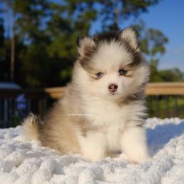 Adeline - Silver and white female Pomsky puppy in Loxahatchee, Florida from Cardinal Point Pomskies