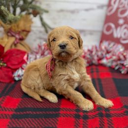 Indigo - Apricot female Goldendoodle puppy in Lisbon, Ohio from Willow Lane Doodles