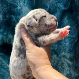 Pearl - Merle female Great Dane puppy in Rosharon, Texas from Parker's Great Danes