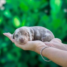Dolce - Dapple female Dachshund puppy in Fort Myers, Florida from Blossom Paws