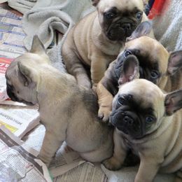 American Staffordshire Terrier and French Bulldog Puppies from Gaff's Amstaffs and Frenchies