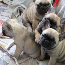 American Staffordshire Terrier and French Bulldog Puppies from Gaff's Amstaffs and Frenchies