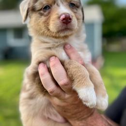 Miniature Australian Shepherd Puppies from Finnigan Farms Aussies