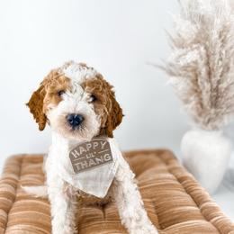 Hattie's Last Chapter- Verse - Parti male Goldendoodle puppy in Russell Springs, Kentucky from Milk & Honey Doodles