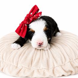 Honeycrisp - Tri-color female Bernedoodle puppy in Atwood, Oklahoma from Luxe Doodle Haven