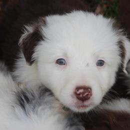 Cinnamonroll-1000 - Red tri-color male Australian Shepherd puppy in Star City, Arkansas from Blush & Lace Aussie Co.