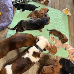 Dachshund Puppies from Witchy Woman’s Wiener’s