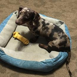 Dachshunds from Ross Ranch Dachshunds