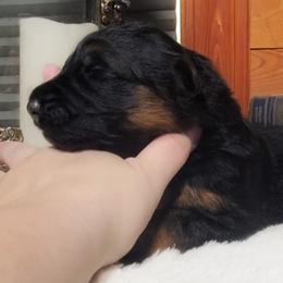 Wilder - Blue Collar - Black and red male German Shepherd puppy in Charlotte, North Carolina from Zuflucht K9s