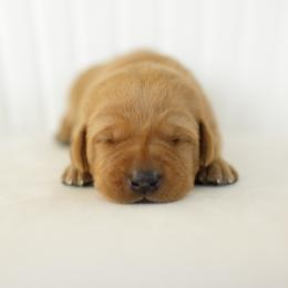 Callahan - Yellow male Labrador Retriever puppy in Allons, Tennessee from UC Labradors LLC