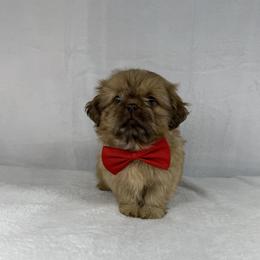 Bentley - Liver male Shih Tzu puppy in Columbia, Kentucky from Lisa Bandy Shih Tzu