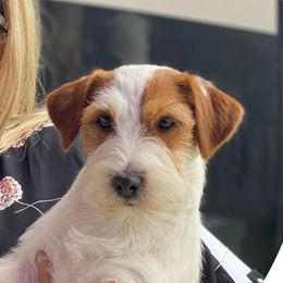 Savvy - Russell Terrier