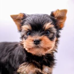 Yorkshire Terrier Puppies from Essence of Grace Yorkies