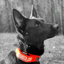 Apex - German Shepherd