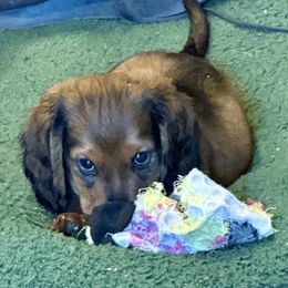Samson - Sable male Dachshund puppy in Covington, Louisiana from 6K Kennels