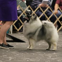 Keeshond Puppies from StarStruck Keeshonden