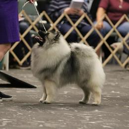 Keeshond Puppies from StarStruck Keeshonden