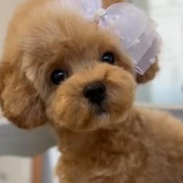 Baby - Cream female Poodle puppy in Denton, Texas from Miroslava's Puppies