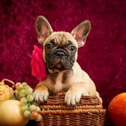 French Bulldog Puppies from BelievaBULL Frenchies